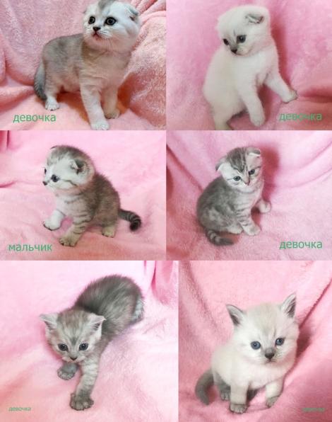 Шотландские котята. Красавцы, плюшевые медвежата