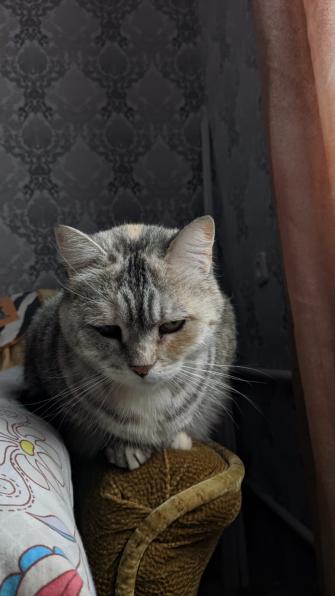 Пропала кошка