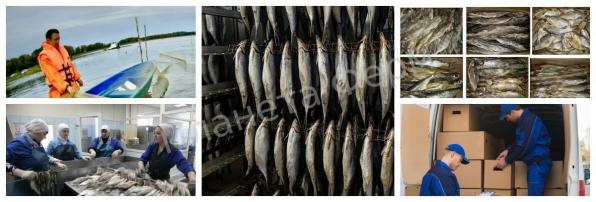 Производство вяленой рыбы