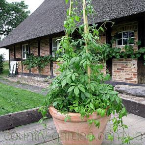 Продам комнатное растение Яогулан (траву бессмертия).