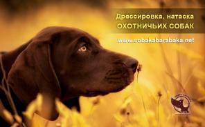 Дрессировка, натаска легавых собак! Киев.