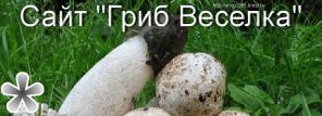 Продам настойку веселки в Бресте, Минске, Гродно 2023 год заготовка