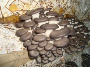Уникальный комплект для выращивания грибов вешенки дома