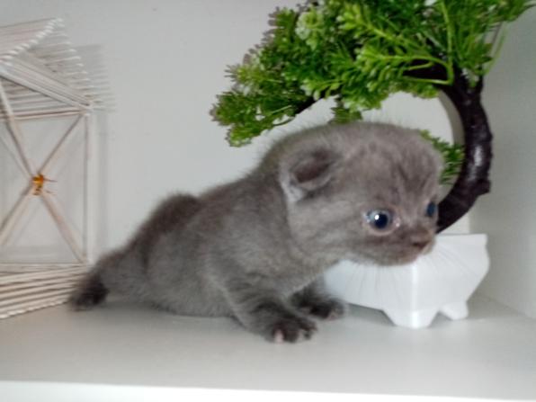Шотландские котята