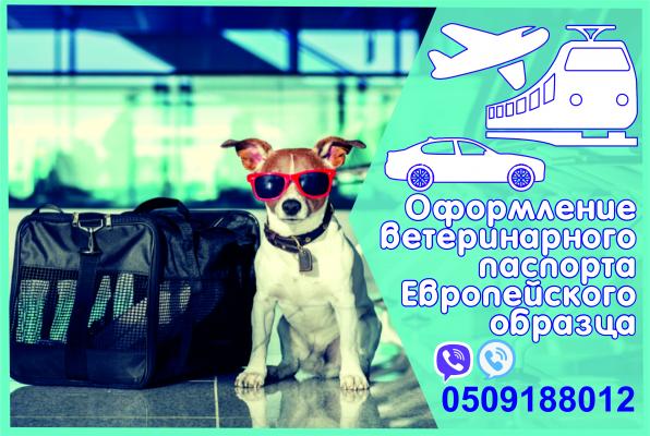 Ветеринарная справка форма 1 Справка на титры, ветеринарный паспорт