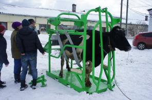 Станки для фиксации и ветеринарной обработки крупного рогатого скота