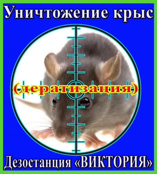 Уничтожение крыс в Алматы и области. Дезостанция «ВИКТОРИЯ»
