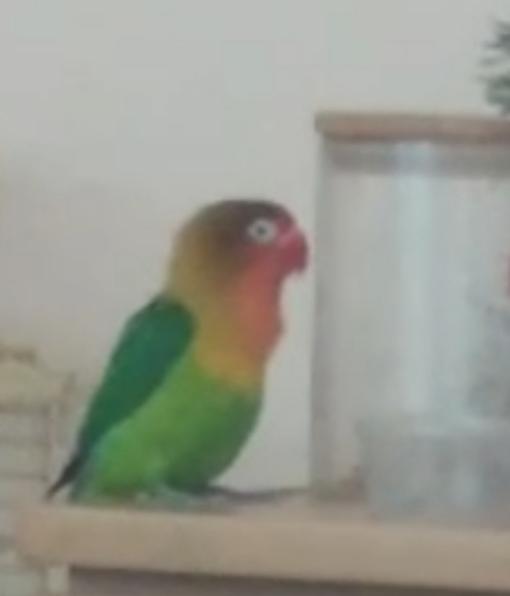 Потерялся маленький попугай в Хабаровске