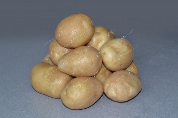 Продаю семенной картофель удача