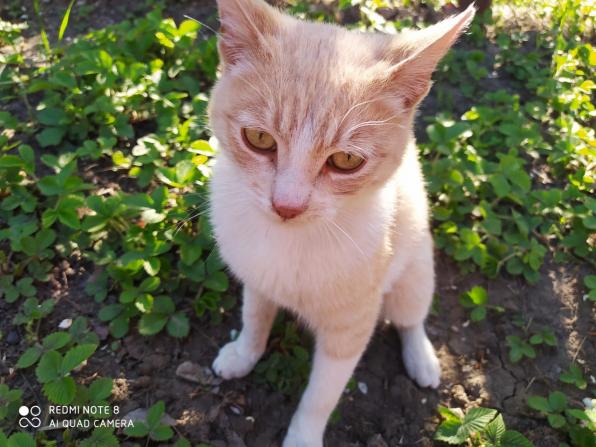 Пропал кот