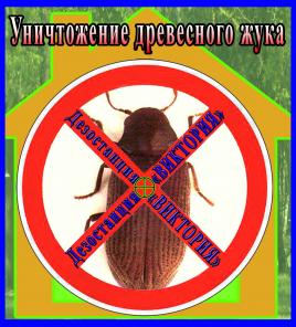 Как избавиться от древесного жука услуги - Уничтожение короеда Алматы