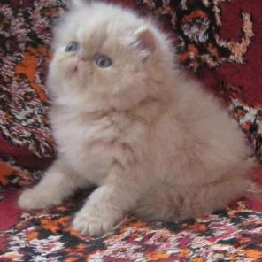 Продажа персидских котят