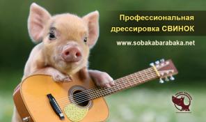 Дрессировка свиней! Киев.