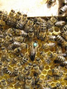 Пчелопакеты и молодые плодные матки Карпатка