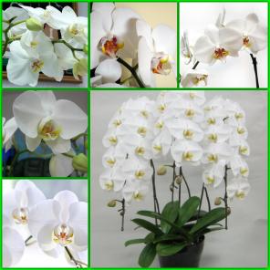 Продажа орхидей ФАЛЕНОПСИС- 300 руб.
