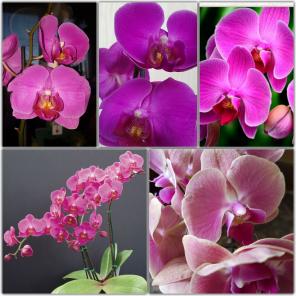 ФАЛЕНОПСИС орхидеи - 300 руб.
