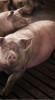 Заберем ваших свиней живым весом