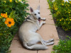 Очаровательная молодая собака Баджи в дар