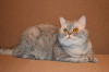 Шотладский кот Марчелло очень срочно ищет дом