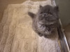 Продается персидский котенок