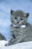Роскошные русские голубые котята