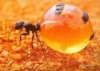 Уничтожение муравьев в Алматы. Борьба с муравьями дома.
