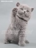 Голубые британские котята из питомника Silvery Snow
