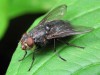 Уничтожение мух сахарниц тараканов