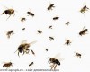 Пчёлы для пчелоужаления