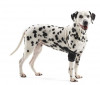 Бандаж, Протектор на локтевой сустав Kruuse Rehab, для собак 7–10 кг.