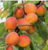 Саженцы абрикосов из питомника с доставкой, каталог с низкими ценами в