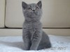 Голубые плюшевые британские котята