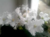 Белые цветущие фиалки