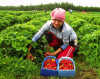 Работа для женщин, нужны люди для работы с фруктами. Работа в Польше