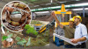 Завод переработки кокоса в субстраты, удобрения, топливные брикеты