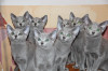 Русские голубые котята, клубные, с европейской родословной