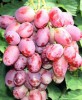 Продажа саженцев и черенков винограда ранних сортов