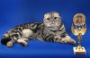 Питомник шотландских кошек Marble Magic
