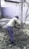 Подрезка фруктовых деревьев в Донецке