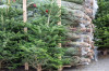 Продам живые елки Новогодние скидки