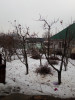 Обрезка, Спил плодовых деревьев в Алматы и Алматинской области.