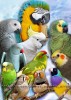 Приют для попугаев -в семье