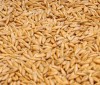 Кукуруза, пшеница, ячмень, зерно продаем франко-вагон FCA