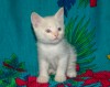 Ориентально-тайский котенок метис в подарок