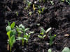 «БиоГрунт» - доставка чернозема и других растительных удобрений