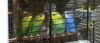 Птенцы волнистых попугаев, домашние