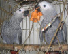 Жако и Амазоны птенцы выкормыши говорящие от заводчика