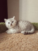 Юззи прелестный котенок серебристая шиншилла