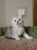 Ажур красивый котенок окрас серебристая шиншилла