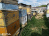Пчелосемьи на высадку, пчелопакеты